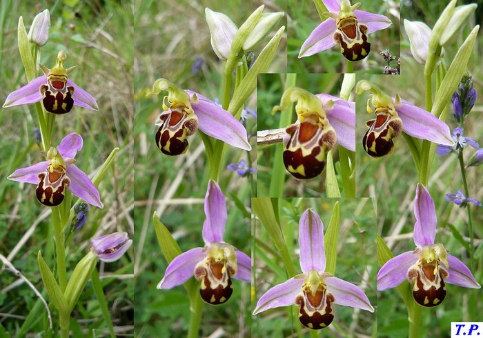 Ophrys apifera - Ophrys abeille 2